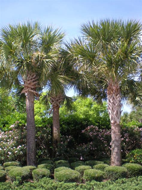 Sabal Palm Tree Facts Marlyn Barden
