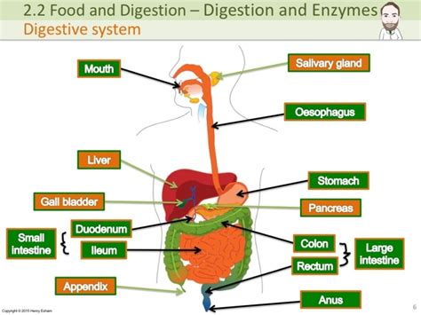 Igcse Digestion And Enzymes