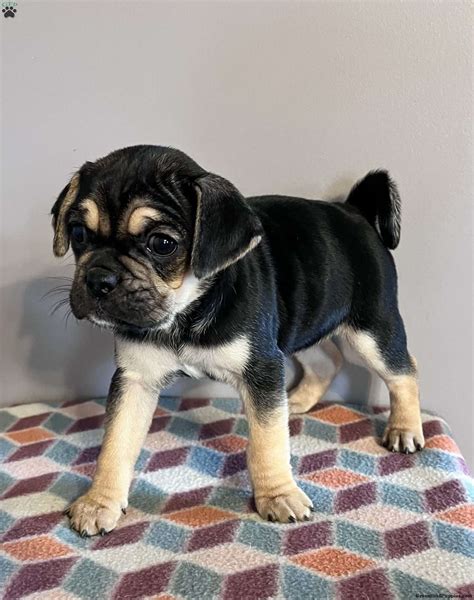 Puggle Puppies For Sale Greenfield Puppies
