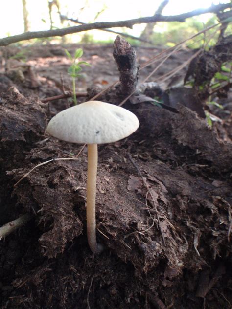 Panaeolus Cyanescens Mushroom Hunting And Identification Shroomery