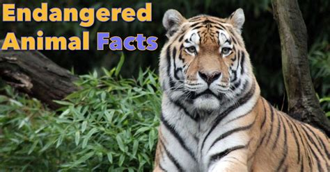 Endangered Animals Facts For Kids Information And Pictures
