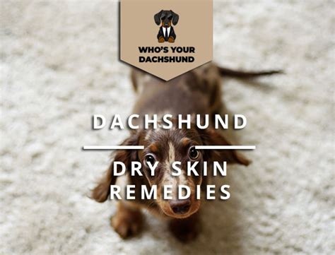 Dachshund Dry Skin Remedies Read More Now