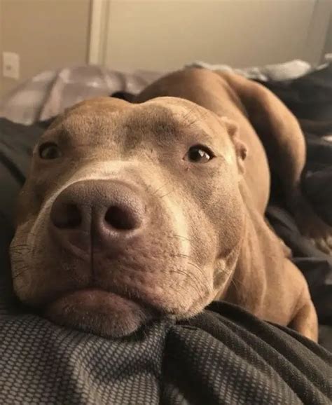 14 Reasons Why Pit Bulls Are The Best Dogs Ever Page 2 Of 5 Pettime