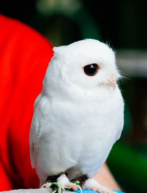 A Cute Baby Pure White Owl Stock Image Image Of Close 167830377