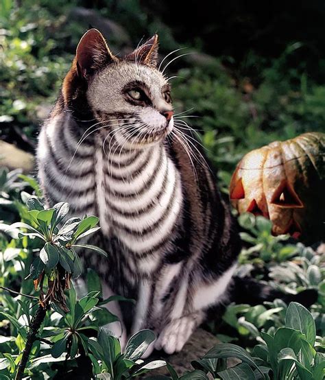 The Source Of Inspiration Zombie Cat Cats Halloween Cat