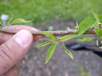 Herbicide Damage Ndsu Agriculture