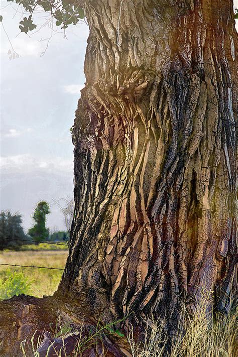 Old Cottonwood Tree Photograph By Karen W Meyer Fine Art America