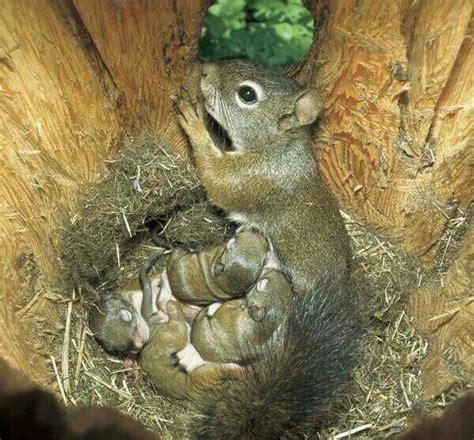 Can you imagine having 20 babies from two. Mama squirrel and her newborn babies | Animals, Cute baby ...