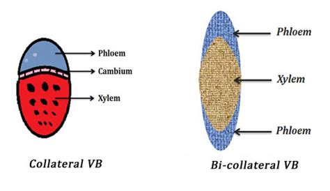 Collateral Vascular Bundles Easybiologyclass