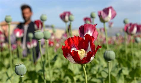 Afghan Poppy Cultivation Hits New High Despite 76 Billion Us Counter Narcotics Efforts The