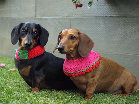Beautiful Dachshunds Wearing Crochet Dog Collars By Buttercup Dog