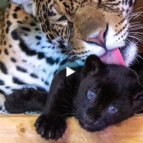First Time Black Jaguar Cub Born At The Big Cat Sanctuary Video
