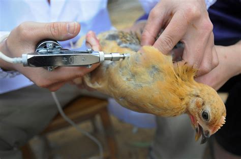 China Defends Vaccination Of Poultry As Flu Spreads The New York Times