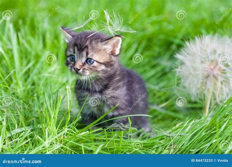 Little Kitten Walking On The Grass Stock Image Image Of Next Grass
