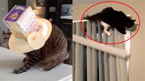 Cats Are Hilariously Clumsy Funny Pet Videos Youtube