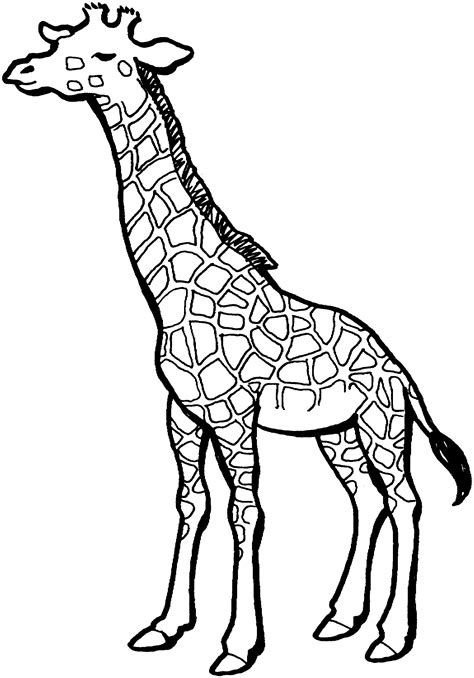 Dessins Girafe Animaux à Colorier Coloriages à Imprimer
