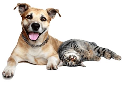 Collection Of Cats And Dogs Png Hd Pluspng