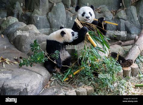 The Panda The Giant Panda Lele And His Mother Jiajia Ailuropoda