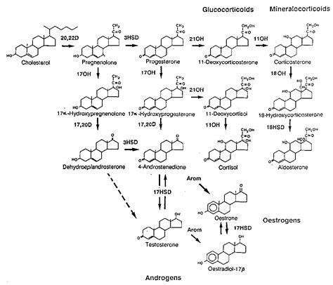 Steroid Hormone Metabolism Figure 2