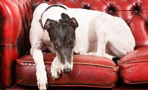 Find the right dog bed online for your best. 5 Best Dog Beds for Greyhounds 2021 : Comfy Canine Snoozing!