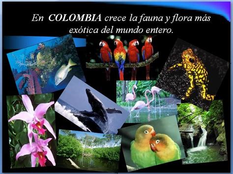 Top 116 Imagenes De La Fauna Y Flora De Colombia Elblogdejoseluis Com Mx