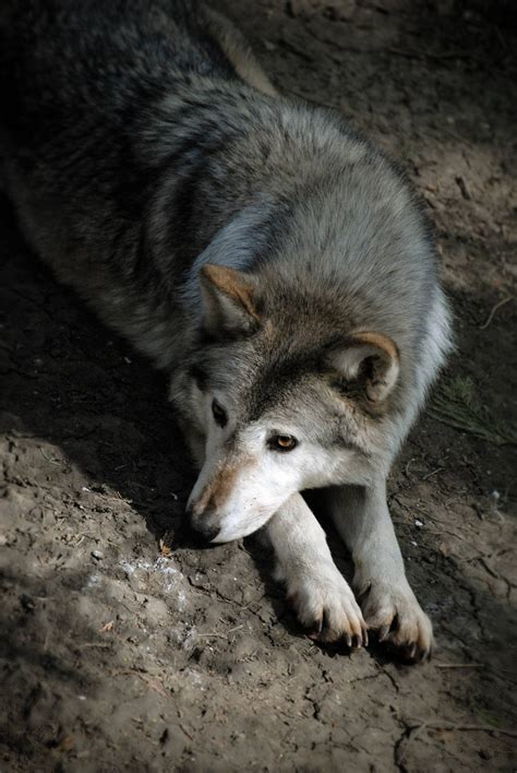 Canadian Timber Wolfcanis Lupus Occidentalis By Tom Morgan 2592x3872
