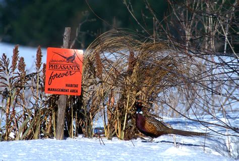 Page 23 Iowa Pheasants Forever Pheasants Forever Photo Gallery