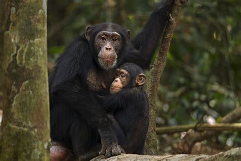 Why Chimpanzees Are Endangered And What We Can Do