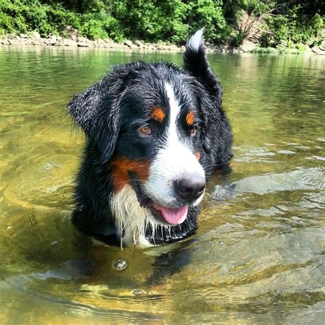 My Bernese Mountain Dog Has Very Bright Inquisitive Eyes Thought You