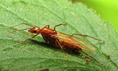 Male Ants With Wings Hot Sex Picture