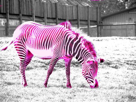 Pink Zebra By Haez On Deviantart Pink Zebra Zebra Pink