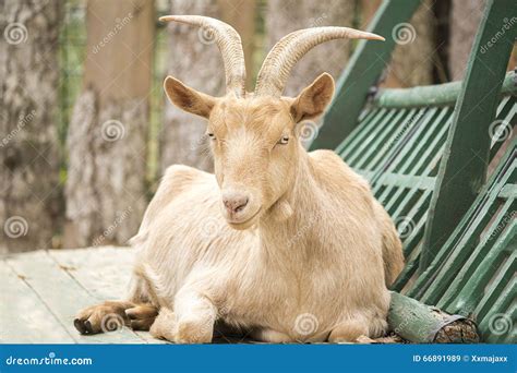 Brown Goat Stock Image Image Of Chair Portrait Mammals 66891989