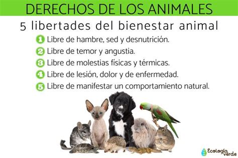 Cuáles Son Los Derechos De Los Animales Lista Y Legislación