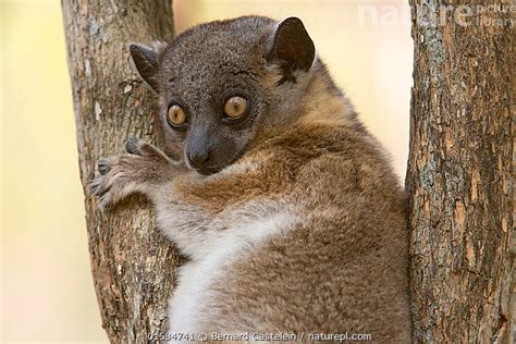 Stock Photo Of Hubbards Sportive Lemur Lepilemur Hubbardorum In Tree