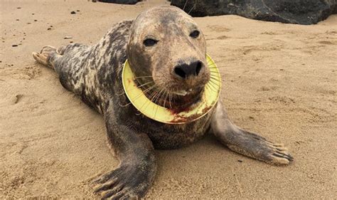 Horrifying Seals At Risk Of Disgusting Slow Deaths