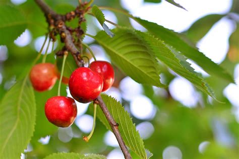 Cómo Es Y Cómo Se Cultiva El árbol De Cerezo