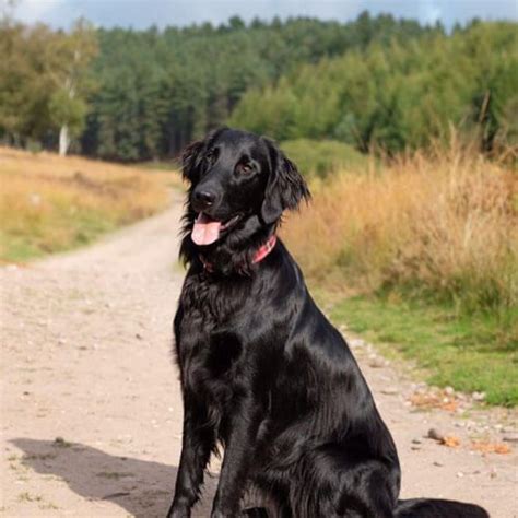 Flat Coated Retriever Guide Exercise Needs Stories And Tips