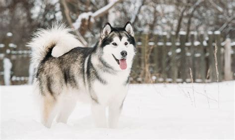 Alaskan Malamute Breed Characteristics Care And Photos Bechewy