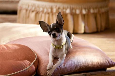 Follow star magazine for the latest news and gossip on celebrity scandals, engagements, and divorces for hollywood's and entertainment's hottest stars. Foto de Un chihuahua en Beverly Hills 2 - Foto 12 sobre 25 ...