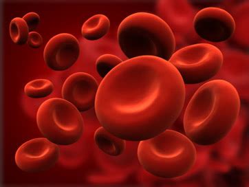Animal cells are the types of cells that make up most of the tissue cells in animals. What Are Erythrocytes? - Definition & Function | Study.com