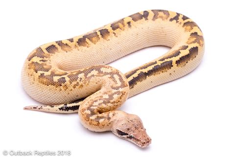 Ivory Blood Python Male Outback Reptiles