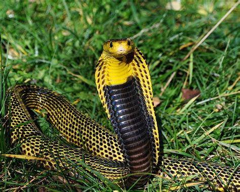 Philippine Cobra Is The Most Venomous And Deadliest Snake In The Entire