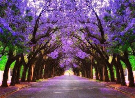 Purple Beautiful Landscapes Beautiful Nature Beautiful Gardens