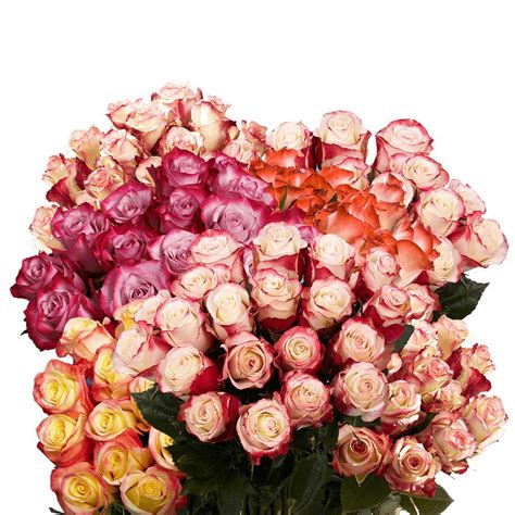 Buy Globalrose 50 Fresh Cut Happy Anniversary Multicolor Roses Fresh