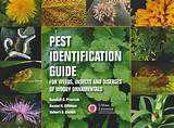 Tree Insect Pest Identification Images