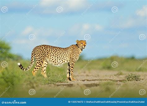 Cheetah In Grass Blue Sky With Clouds Spotted Wild Cat In Nature