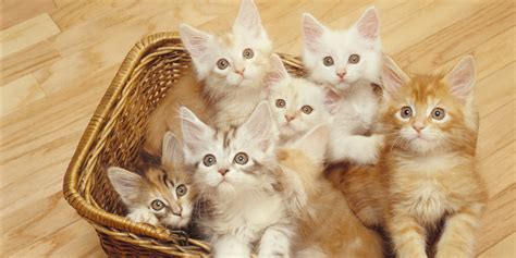 October 29 Is National Cat Day Show Some Respect Huffpost