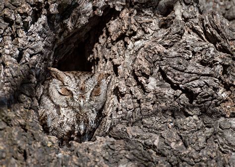 These Amazing Images Show How Good Bird Camouflage Can Be Audubon