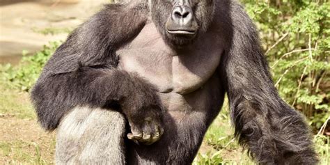 Its Time We Kill Harambe All Over Again Huffpost