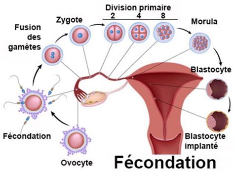 Mais quelle est vraiment la période de fécondité ? Fécondation : définition - docteurclic.com